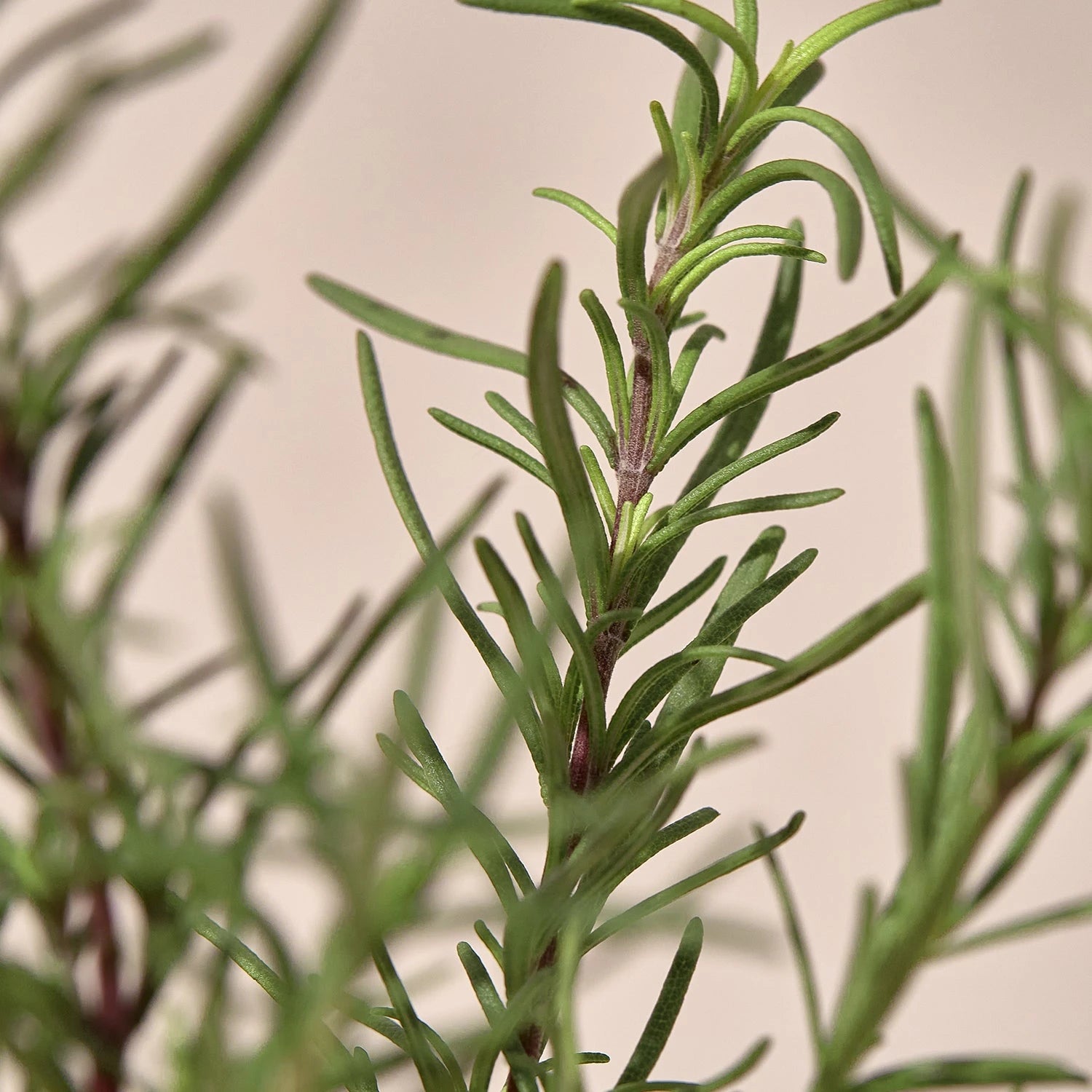 ROSEMARY: The Soothing Purifier